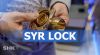 Embedded thumbnail for SYRLock: Bajonettverschluss für eine schnellere Montage